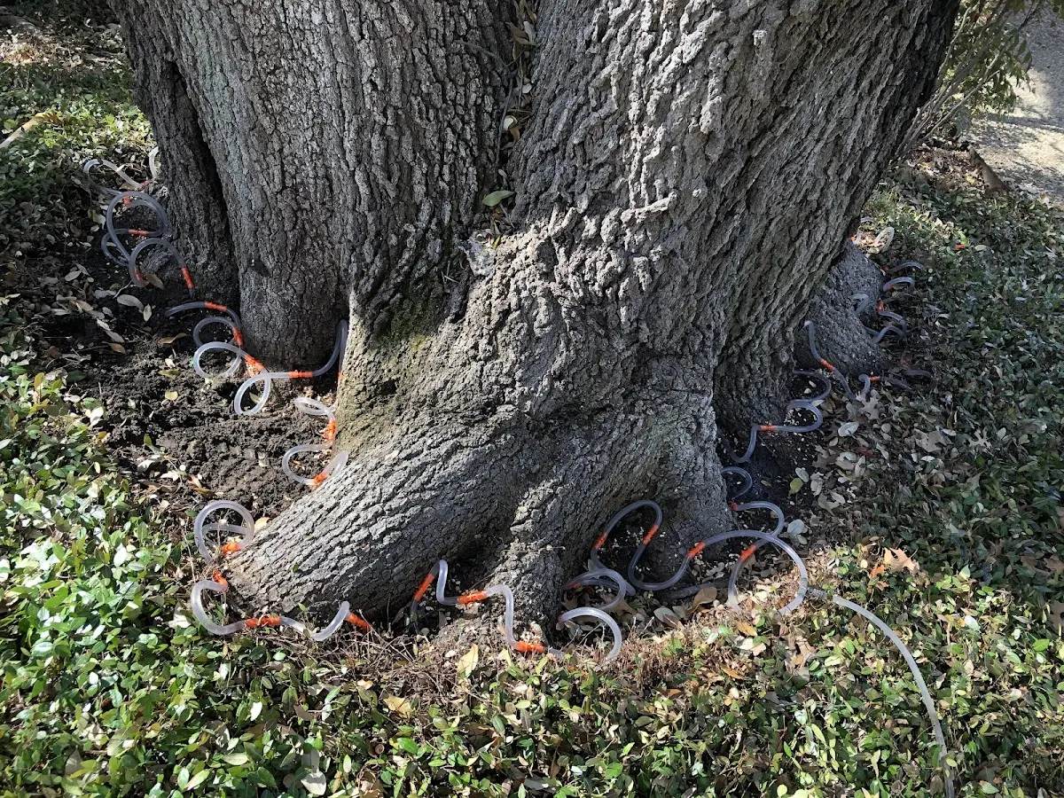 Detailed Tree Cabling and Bracing job site in Chapmanville