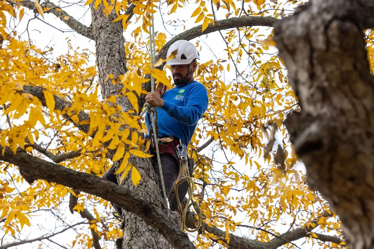 Skilled Tree Pruning crew working in Chapmanville
